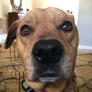 Meet your Posher, Tess